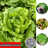 [พร้อมส่ง] เมล็ดพันธุ์ผักกาดหอมที่ปลูกง่าย บรรจุในถุง 100 เมล็ด เมล็ดผักสด 100% กระถางผักอินทรีย์ แตงโม ปลูกง่าย ทั่วไทย ทนทานต่อโรค มีคุณค่าทางโภชนาการ ราคาถูก รับประกันของแท้ การงอกสูง เก็บเกี่ยวเร็ว ผลผลิตสูง เมล็ดพันธุ์ผักสวนครัว