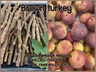 มะเดื่อฝรั่ง กิ่งสดมะเดื่อฝรั่งบราวน์ตุรกี ชุด 4 กิ่ง มีราคาส่ง brown turkey figs cuttings, set 4 pieces
