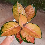 Aglaonema Sultan Brunei / Aglonema Sultan Brunei Florist Nursery /