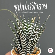 ซุปเปอร์ม้าลาย Haworthia Attenuata Super Zebra ไม้อวบน้ำ กุหลาบหิน cactus&amp;succulentหลากหลายสายพันธุ์