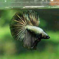 D’Hub Halfmoon Copper Betta / HM Halfmoon Copper Ikan Laga