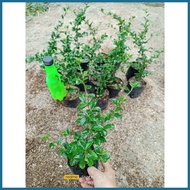 ✲ ♗ ❃      Fukien Tea | Tsaang Gubat [ ] Garden Decorations