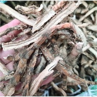Rimpang Dlingu / Dlingo Kering 500gr - Delingo / Delingu