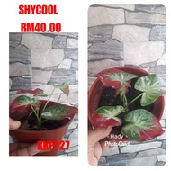 Keladi Shycool / Keladi Thai Hybrid / Imported Thai Caladium Hybrid ( saiz pokok seperti didalam gambar)