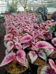 tanaman hias begonia merah matahari