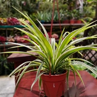 Leaf - chlorophytum  plant 吊兰