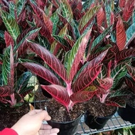 tanaman hias aglonema red Sumatra - aglonema red