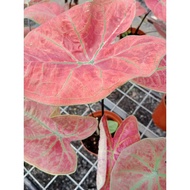 Caladium Festivia 110