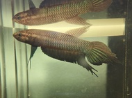 Wild Betta Bellica Pair