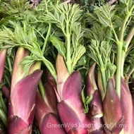 Sg Thorn Dragon Sprout Seed Thorn Old Sprout Flavor Good Tree Head Vegetable Mountain Wild Vegetable