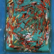 Paket 10 Ikan Koi Import Kohaku