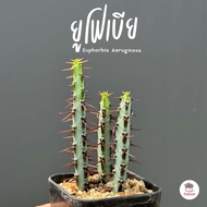 รวมยูโฟเบีย Mix Euphorbia แคคตัส กระบองเพชร ไม้อวบน้ำ cactus&amp;succulent