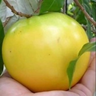 Golden Fruit Tree🌱黄金果树苗 🌱Anak pokok Abiu🌱