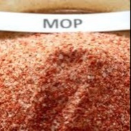 500g Muriate of Potash / MOP 60% Baja Bunga