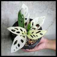 Promo Promo!! Janda Bolong Albino - Janda Bolong White Original