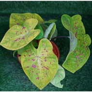 (READY STOCK) CALADIUM SPARKLE