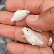 koi platinum slayer short body