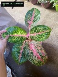 Aglaonema Boxer (Collectors  Plant - Limited Stocks Only)  with FREE garden soil plastic pot and mar