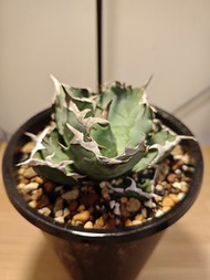 螃蟹  龍舌蘭 植物 嚴龍 Agave Plant 塊根 多肉