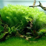 Rotala Green Aquascape Plant Aquarium