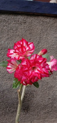 Bibit Adenium Bunga Tumpuk ID PETHMONKON Kamboja Jepang