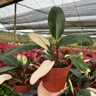 TKL - Philodendron Pink Congo/Congo Red 粉刚果/红钻蔓绿绒