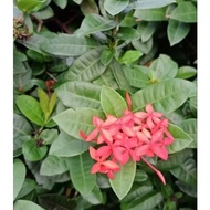 IXORA bunga merah(besar)