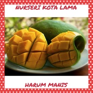 🔥HYBRID🔥 ANAK POKOK MANGGA HARUM MANIS LETING