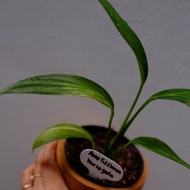 Epipremnum Amplissimum Variegata Yellow 5 Daun Ekonomis Murah Real Pic