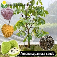 เม็ดพันธุ์ ต้นน้อยหน่า น้อยหน่า 30 เมล็ด Annona squamosa Seed Custard Apple Fruit Seeds บอนไซ ต้นไม้ เมล็ดผลไม้ พันธุ์ผลไม้ เมล็ดพันธุ์ผลไม้ ต้นไม้กินผล บอนสีพันหายาก ต้นไม้ผลกินได้ เมล็ดบอนสี ต้นไม้แคระ ต้นไม้มงคล ปลูกง่าย คุณภาพดี ราคาถูก ของแท้ 100%