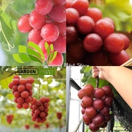 Bibit Anggur Import Ruby Roman Garansi Valid