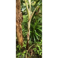 MUSA FLORIDA SULUR PISANG MUSA FLORIDA