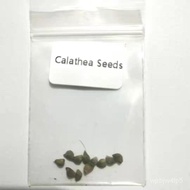 【COD】10pcs Rare Calathea Seeds Air Freshening Plants Seeds #SW20/tie/men's wear/blouse/children's we