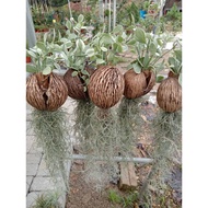 Anak benih pokok tok janggut adam