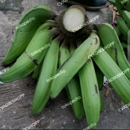 pisang raja nangka/pisang nangka mentah