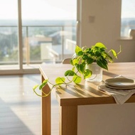 斑葉心葉蔓綠絨 免澆水盆栽 室內植物 觀葉植物 禮物 盆栽 辦公室