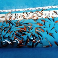 Bibit ikan koi 3-5 cm