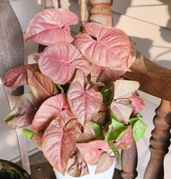 Tanaman Hias Syngonium Pink Robusta