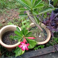 POKOK ADENIUM KEMBOJA/BUNGA MERAH