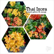 KKB Thai Ixora Jenjarum Mixed Yellow & Orange in a plant