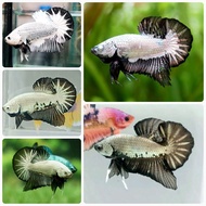 RBG ( 🔥 READYSTOCK 🔥 ) IKAN LAGA BETTA FISH BLACK SAMURAI / BLACK DRAGON / BLACK MAMBA MALE FEMALE P