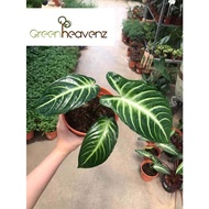 <Greenheavenz> Xanthosoma Lindenii Pokok Hidup 乳脈千年芋