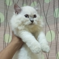 kucing persia himalaya betina 3 bulan