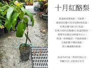 心栽花坊-十月紅酪梨/4吋/嫁接苗/水果苗/酪梨品種/售價700特價560