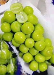 CÂY NHO GIỐNG HẠ ĐEN CHUẨN F1 SIÊU TRÁI KHÔNG HẠT ✔ Cây giống dễ trồng dễ chăm sóc phù hợp khí hậu