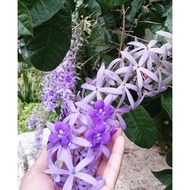Bunga Petrea Volubilis Ungu / Bibit Tanaman Hias Bunga Rambat Merambat