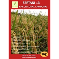 Terbaru Bibit Padi Benih Padi Unggul Sertani 13 1Kg 98