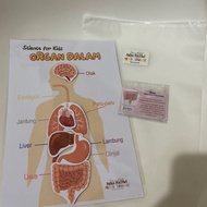 ADY78 Busy Page Learn Organs in the Body - CV. WORKS OF THE PERTIWI