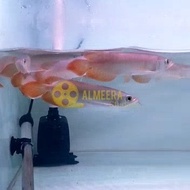 Terlaris Arwana Arowana Super Red Chili Blood Red