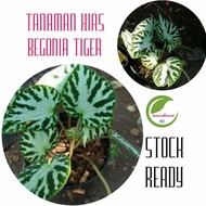 Tanama. Hias Begonia Tiger/Begonia Sp
